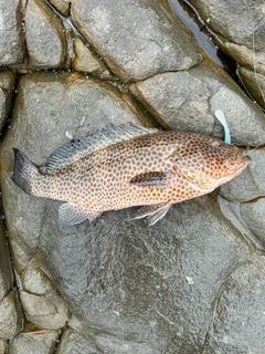 オオモンハタの釣果