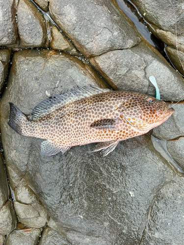 オオモンハタの釣果