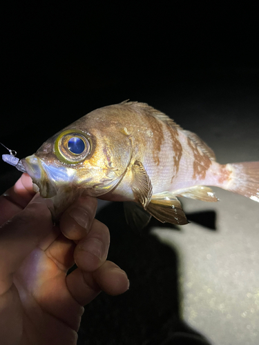 メバルの釣果