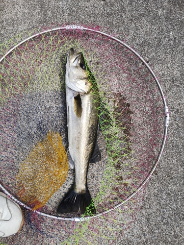 フッコ（マルスズキ）の釣果