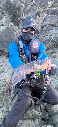 アイナメの釣果