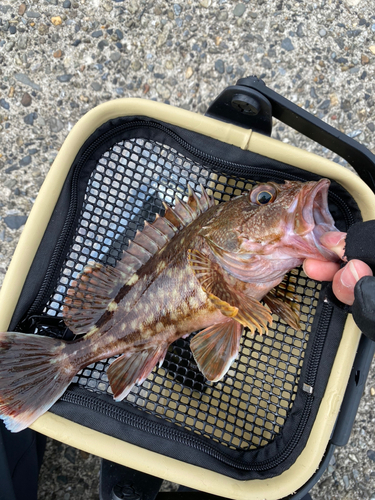 カサゴの釣果