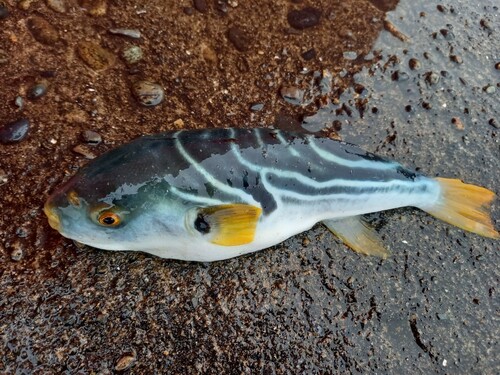 シマフグの釣果