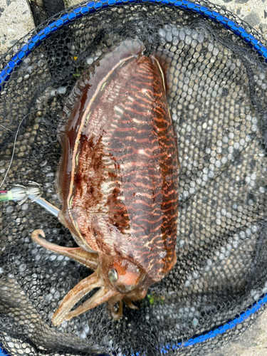 コウイカの釣果