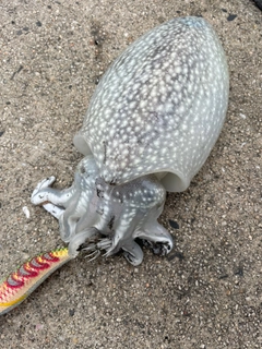 シリヤケイカの釣果