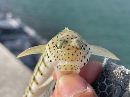 オグロトラギスの釣果