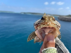 カンモンハタの釣果