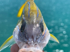 ヨスジフエダイの釣果