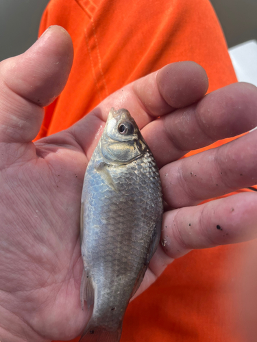 フナの釣果