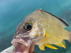 オキフエダイの釣果