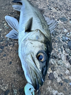 スズキの釣果