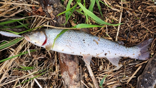 イトウの釣果