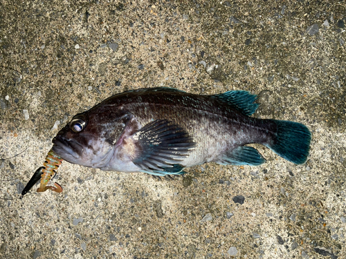 クロソイの釣果