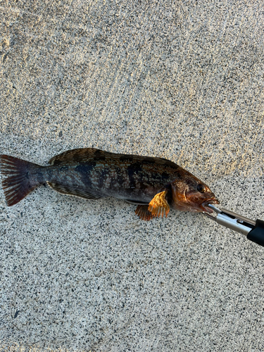 アイナメの釣果