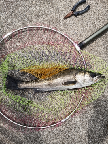 フッコ（マルスズキ）の釣果