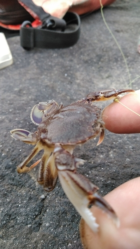 ガザミの釣果