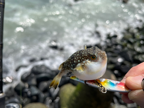 フグの釣果