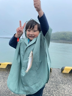 シロギスの釣果