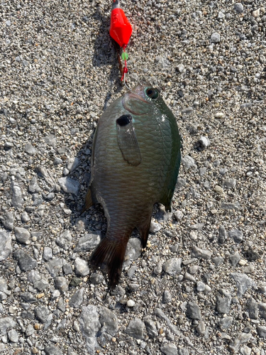 スズメダイの釣果