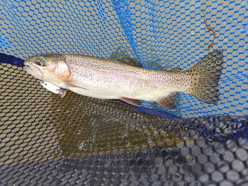 ニジマスの釣果