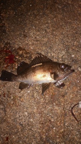 シロメバルの釣果