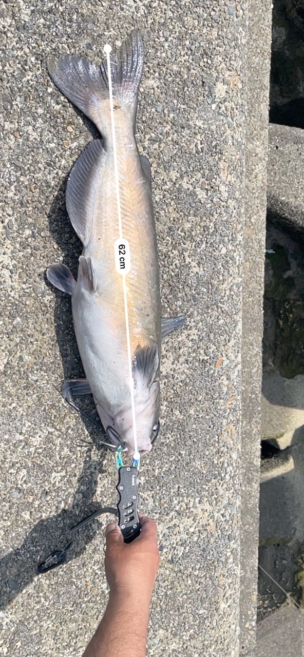 アメリカナマズ