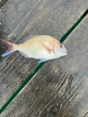 タイの釣果