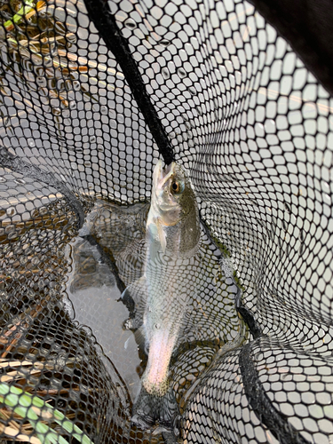 レインボートラウトの釣果