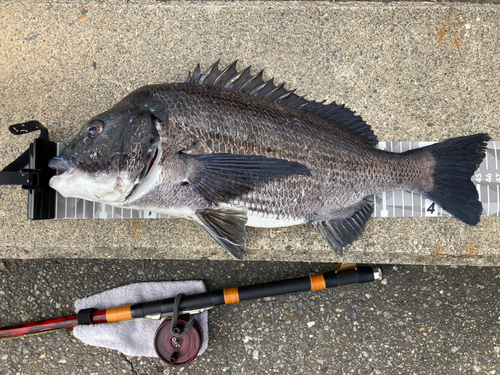 クロダイの釣果