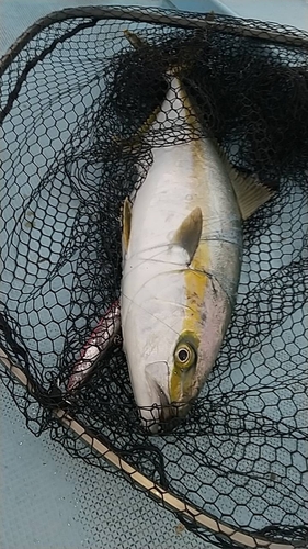 ヒラマサの釣果