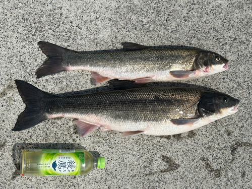 マルタウグイの釣果