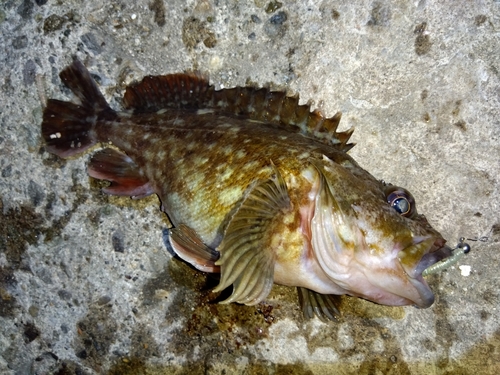 カサゴの釣果