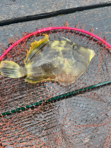 カワハギの釣果