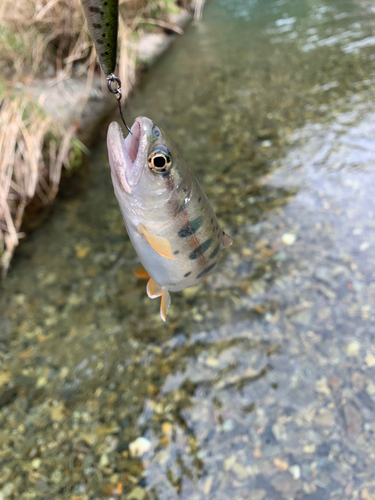 ヤマメの釣果