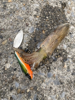 ヒイカの釣果