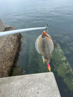 シリヤケイカの釣果