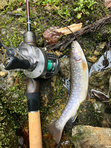 イワナの釣果