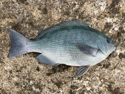 メジナの釣果