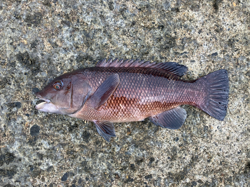 カンダイの釣果