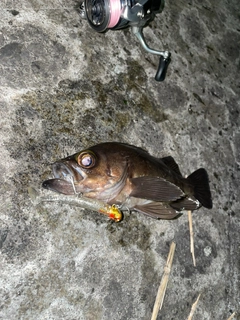 メバルの釣果