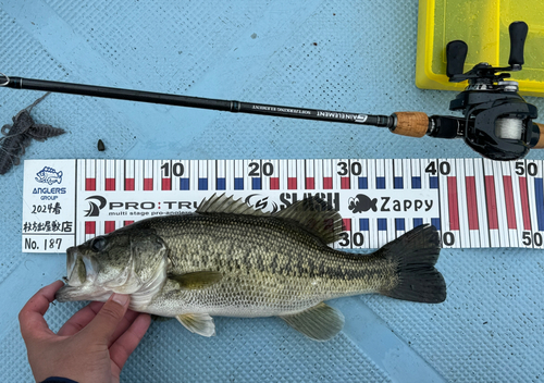 ブラックバスの釣果