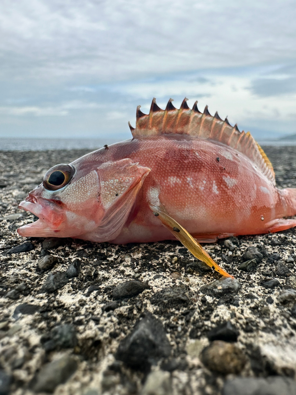 カサゴ