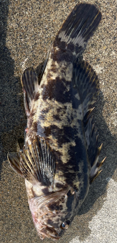 タケノコメバルの釣果