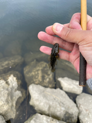 シモフリシマハゼの釣果