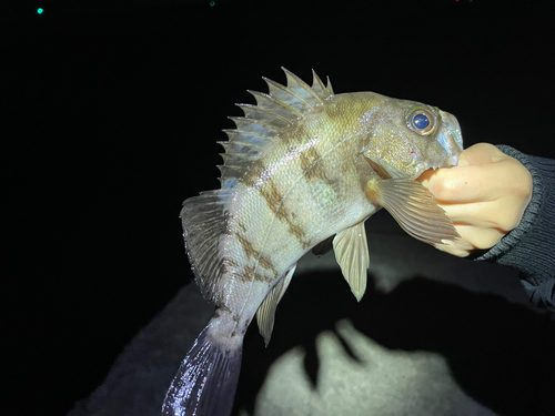 シロメバルの釣果