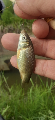 フナの釣果