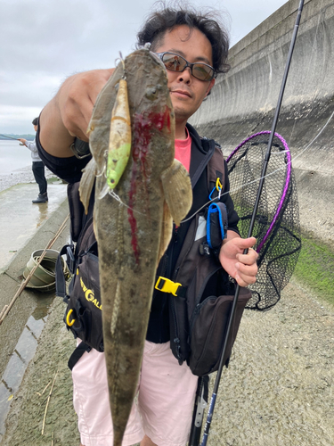 マゴチの釣果