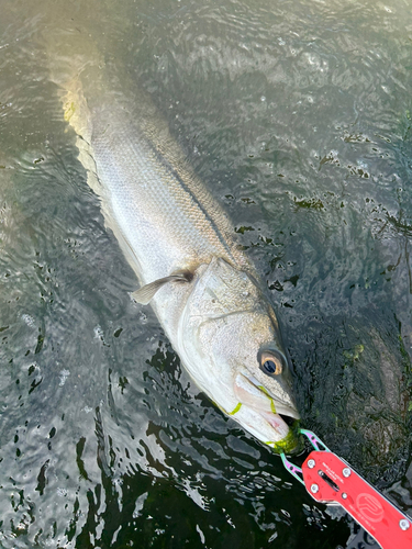 シーバスの釣果