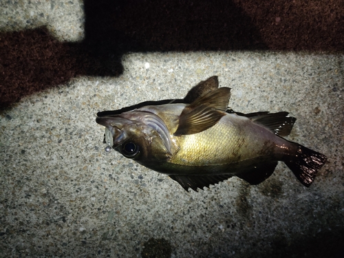 メバルの釣果