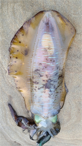 ミズイカの釣果